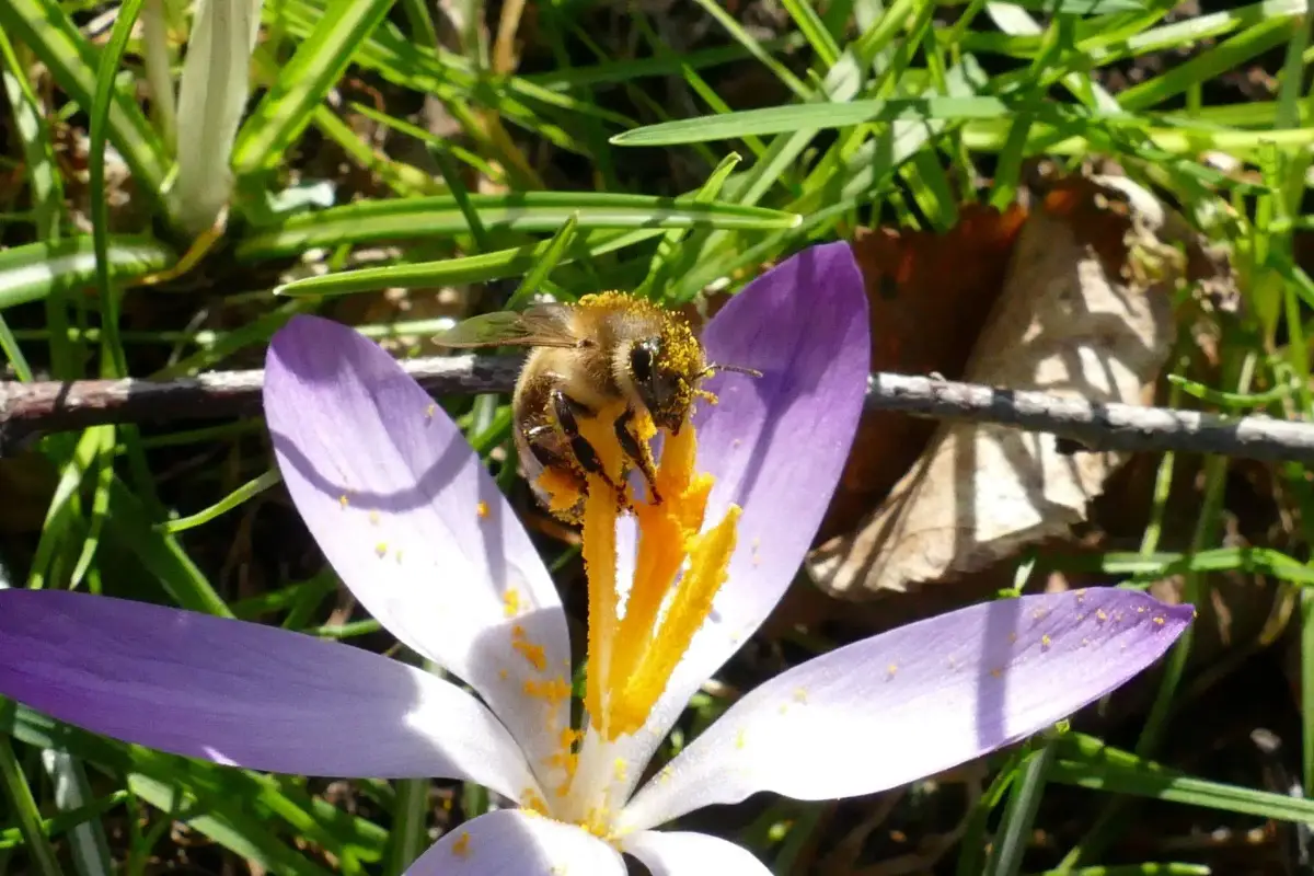 Hintergrund Der Hintergrund, welcher eine Biene auf einer Blume zeigt.